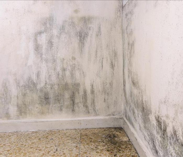 Mold growth on a wall in Nashville, TN