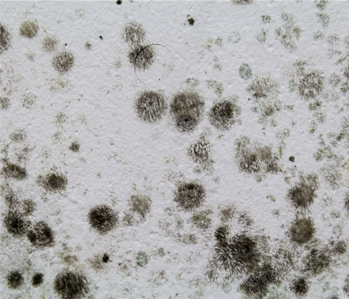 Black mold spots on white wall