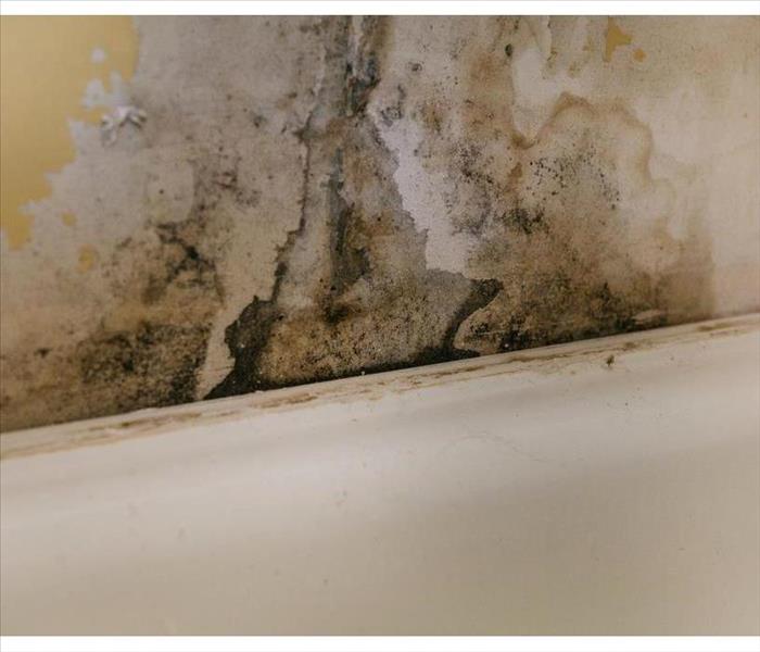 Wall in Nashville, TN covered with mold due to humidity